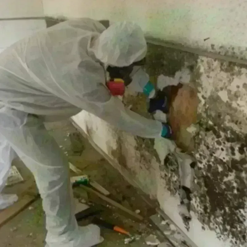 Mold Remediation and Removal in West Hollywood, CA